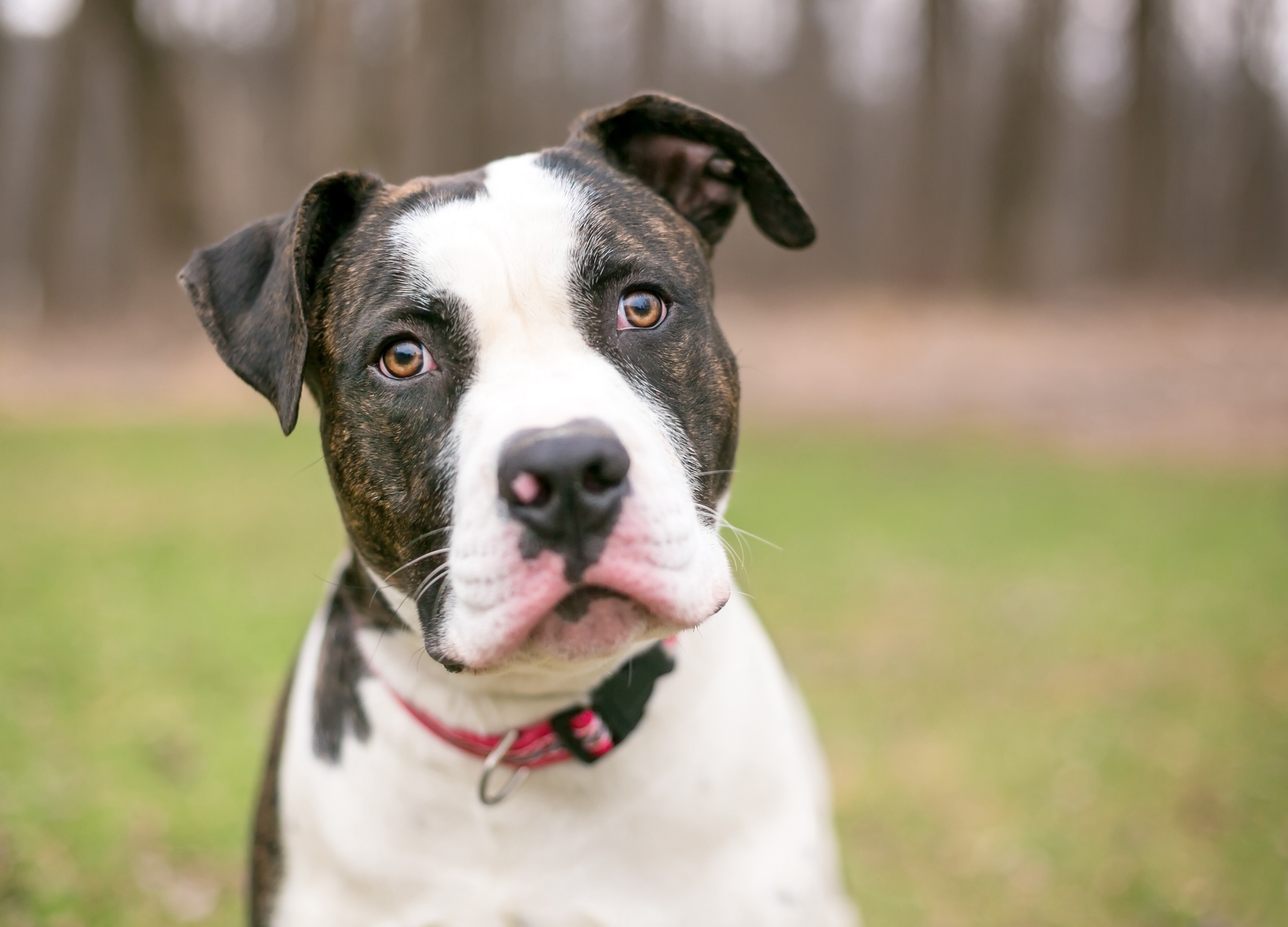 Close-up of a brindle American Bulldog's face