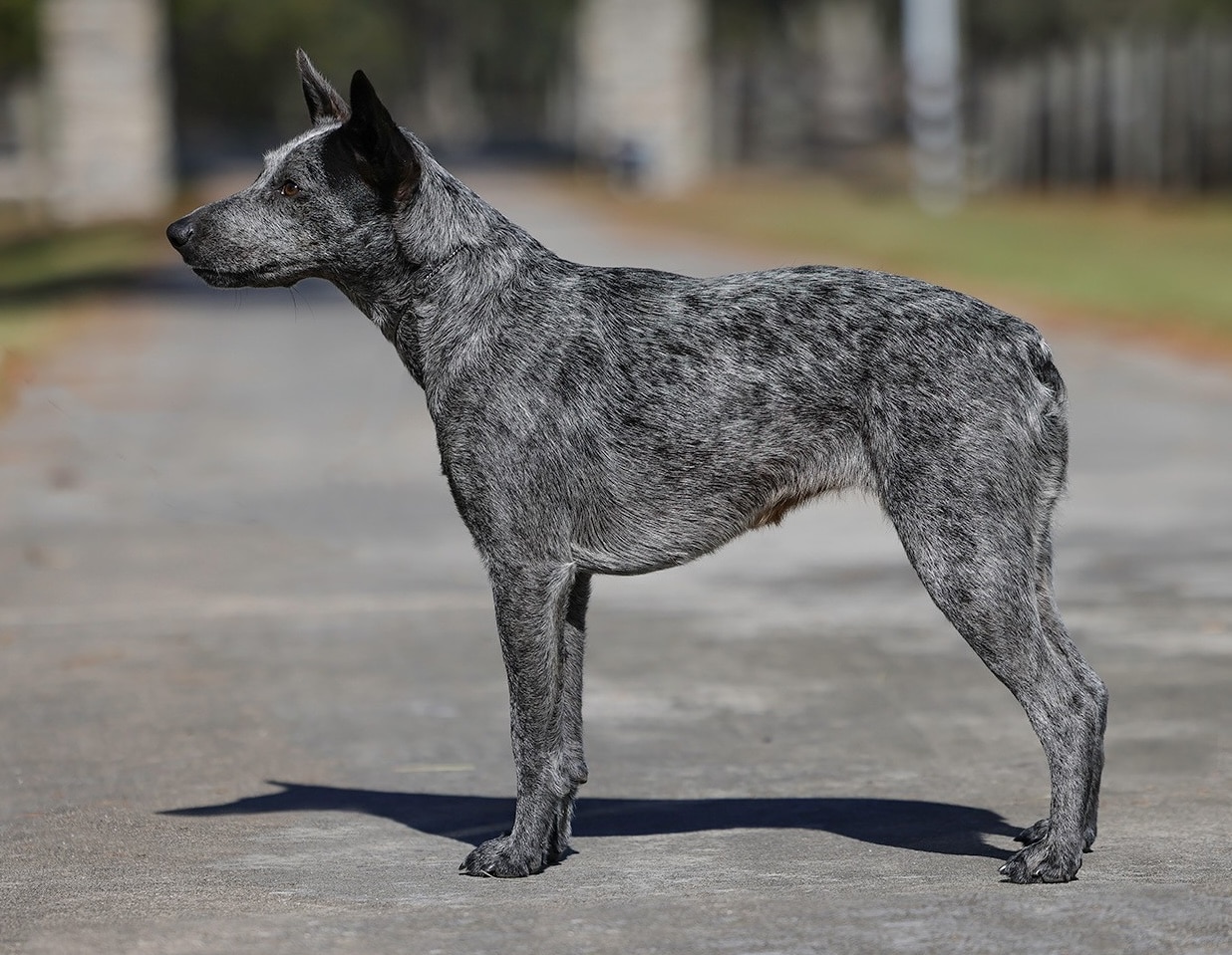 A blue merle Australian Stumpy Tail Cattle Dog