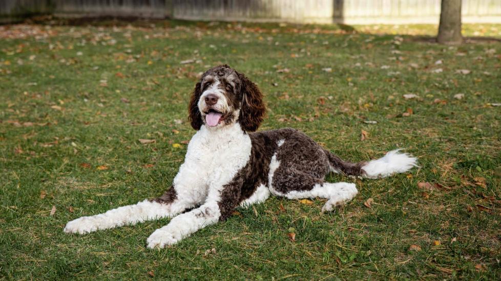 brown and white bernedoodle mixed breed dog lying in the grass