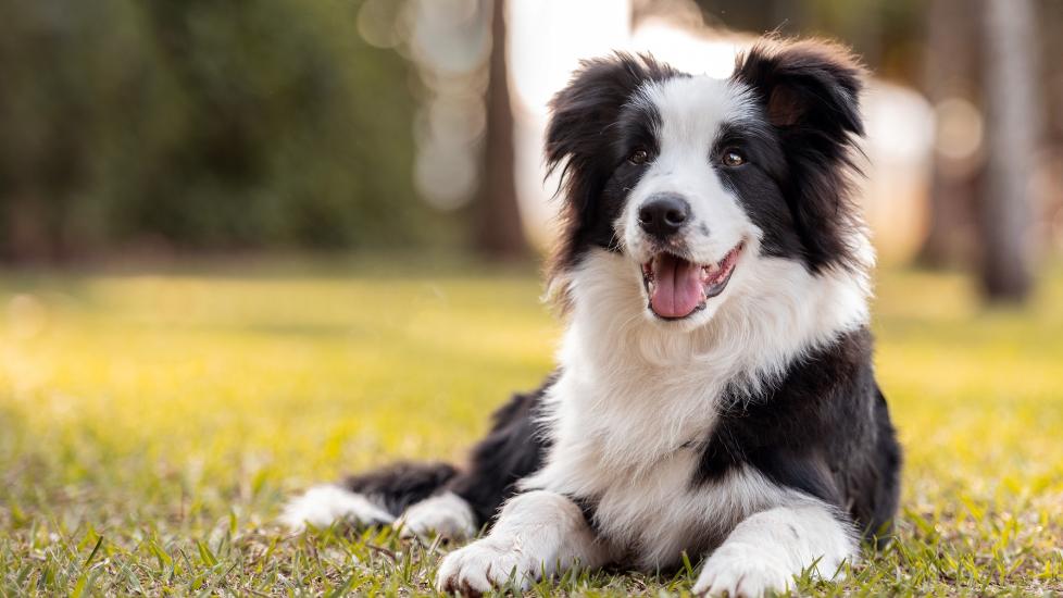 black and white border collie lying in grass
