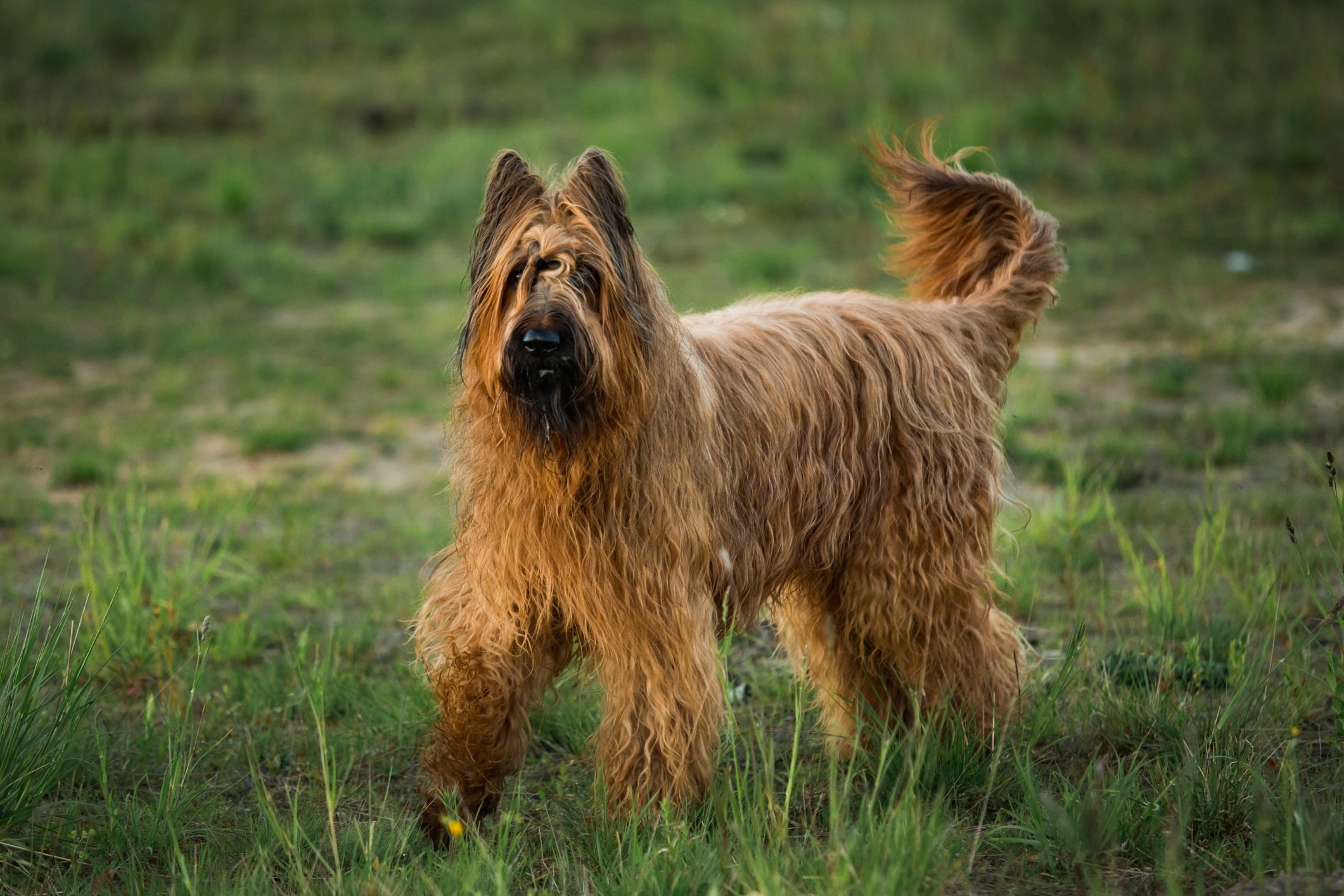 shaggy briard dog walking through grass