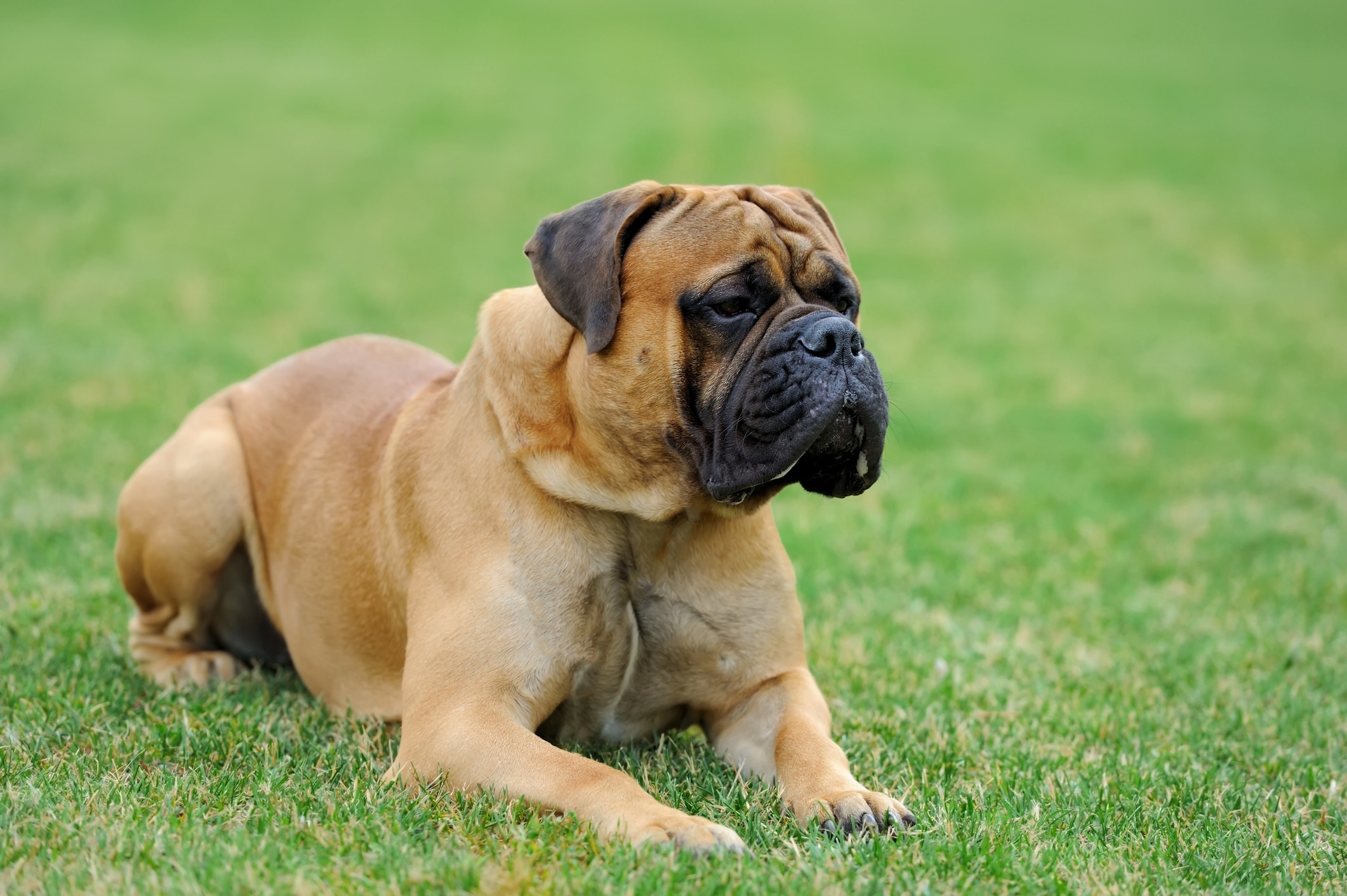 bullmastiff lying down in grass