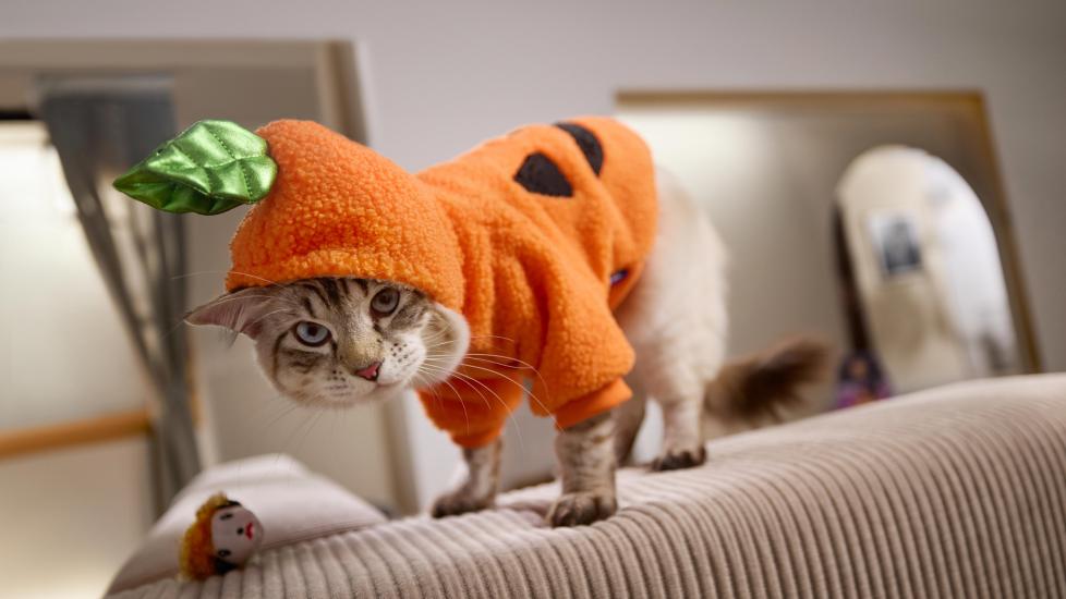 A cat wearing a pumpkin Halloween costume