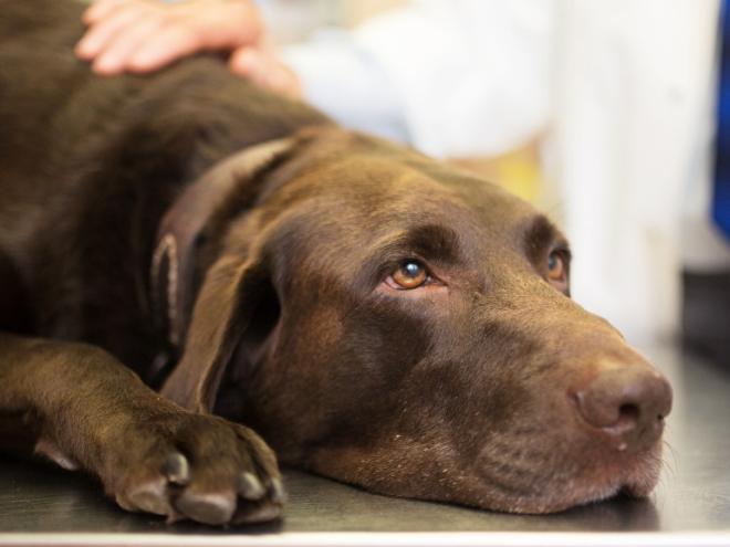 chocolate labrador retriever lying on a veterinarian exam table