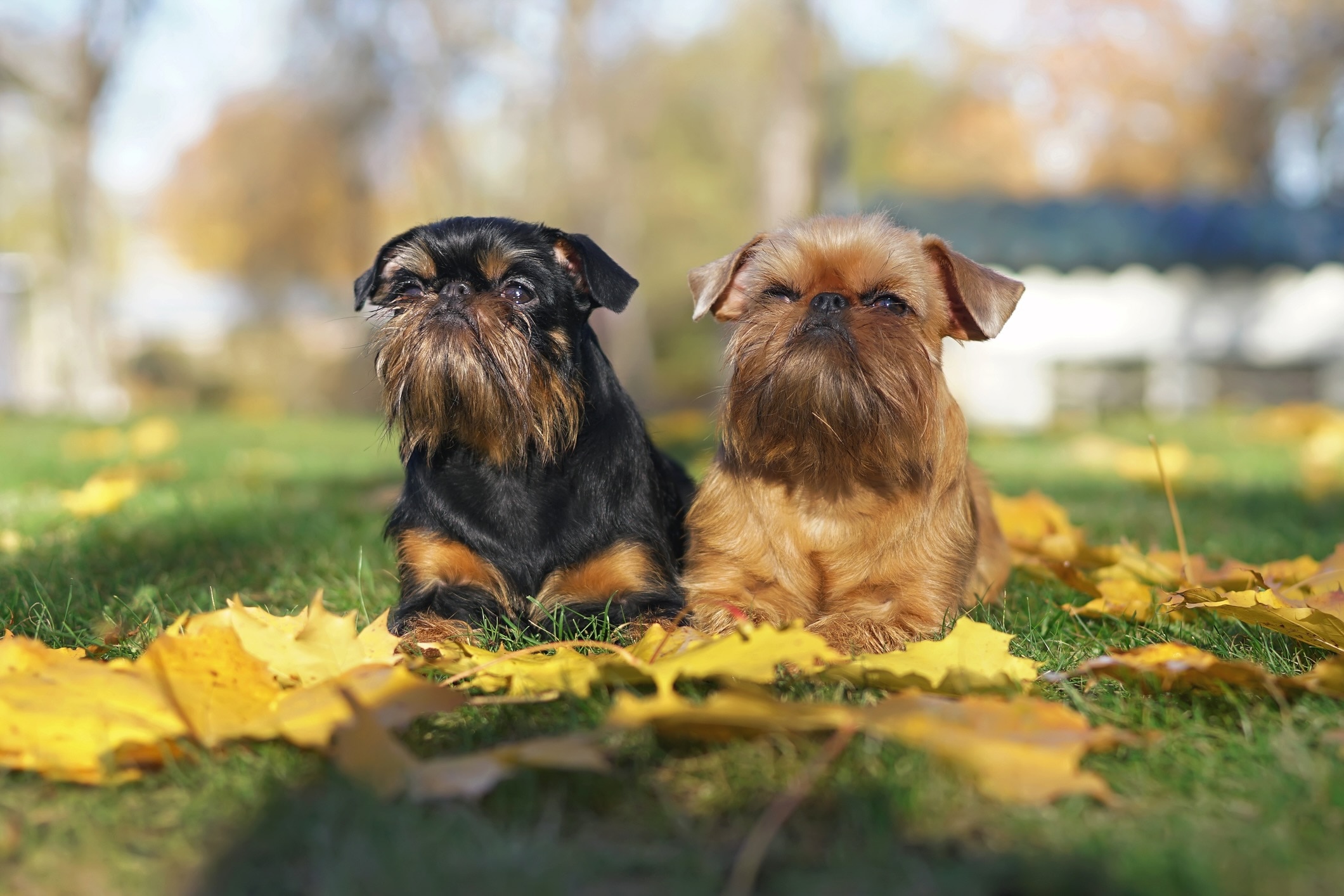 Two Brussels Griffons lying in grass.