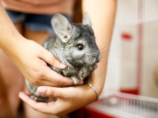 woman holding a gray chinchilla